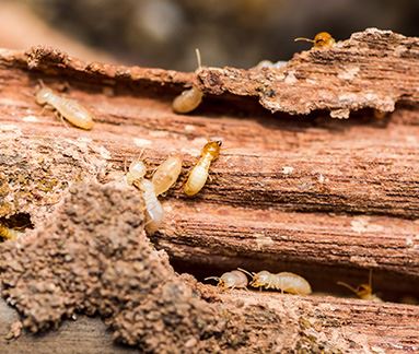 Termite Treatment Control